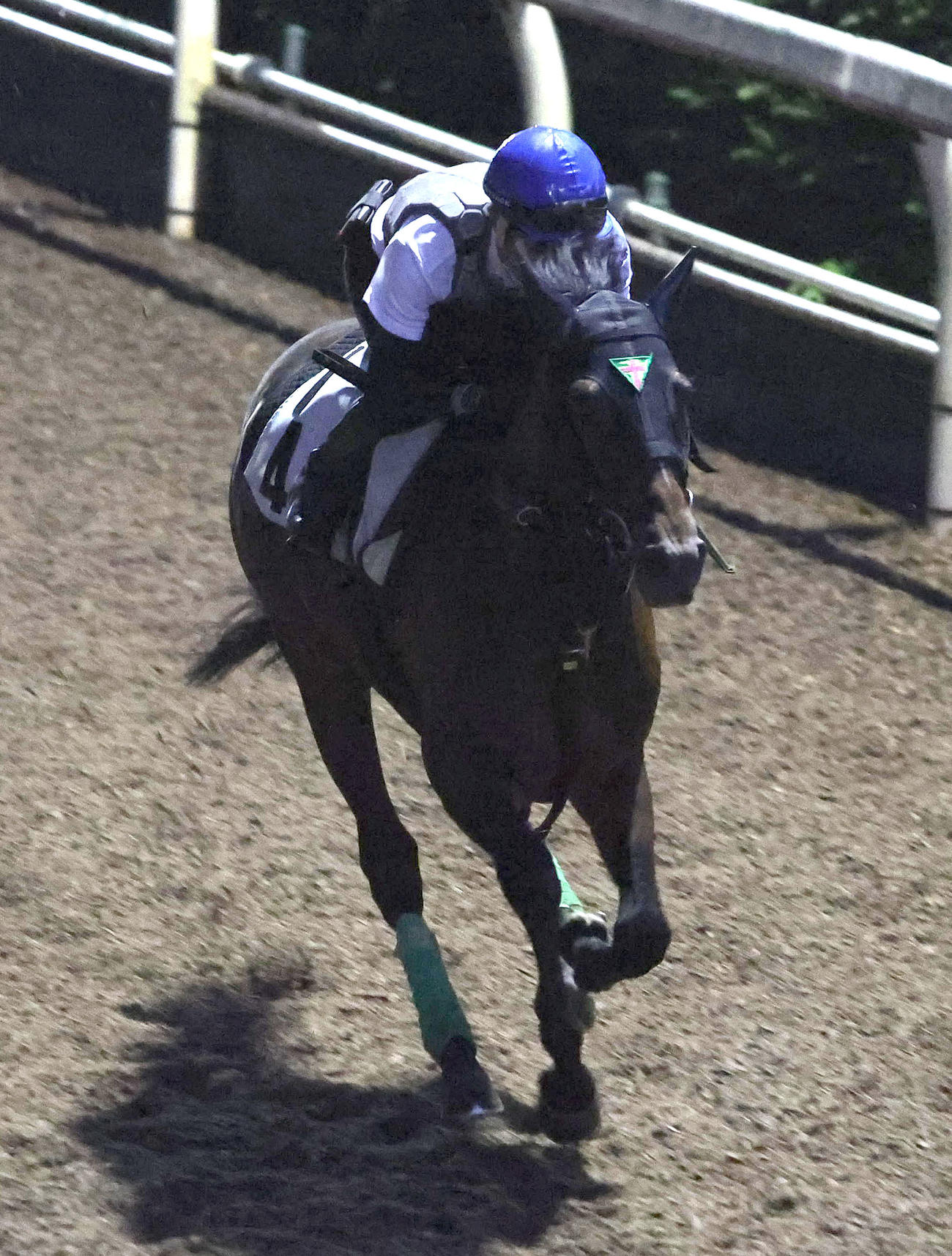 和田竜騎手を背に坂路を単走で追い切るイクスプロージョン（撮影・白石智彦）
