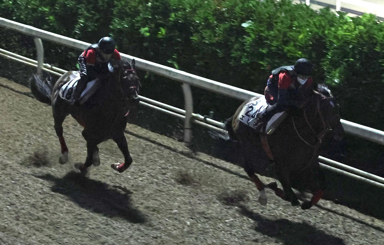 坂路をダイシンピスケス（左）と併せ馬で追い切るエヒト（撮影・白石智彦）