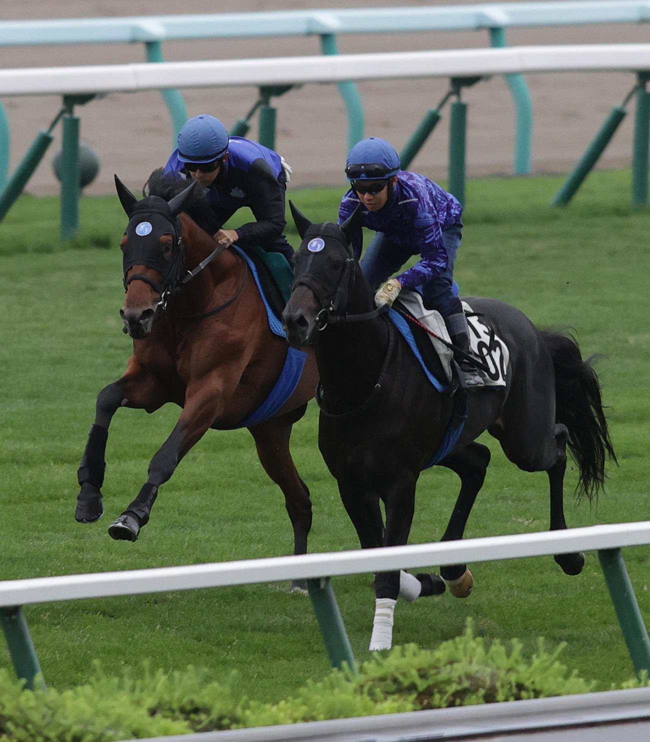 ダイヤモンドハンズ（左）は福永祐一騎手を背に、札幌芝コースで追い切られた
