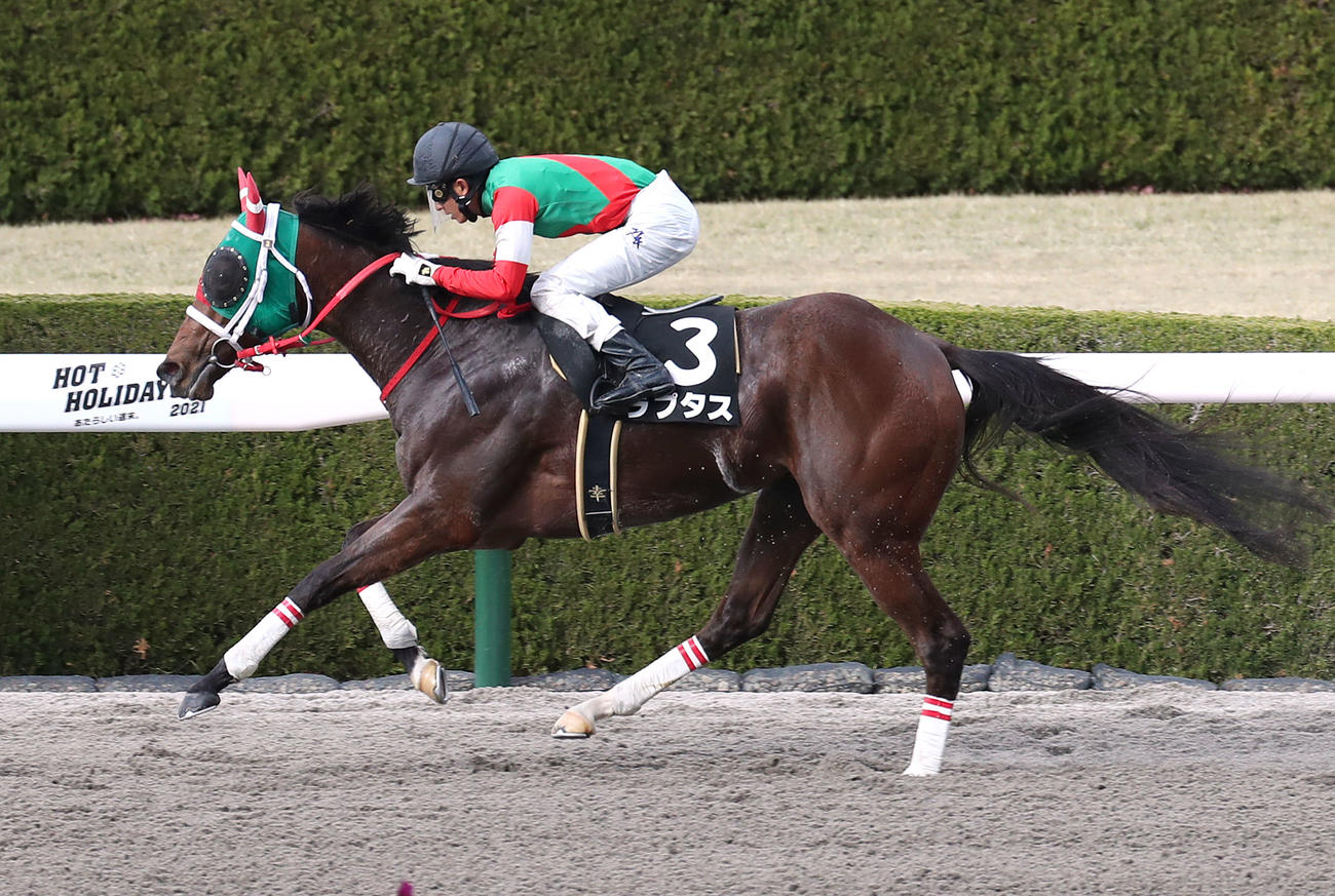 ラプタス（2021年3月13日撮影）