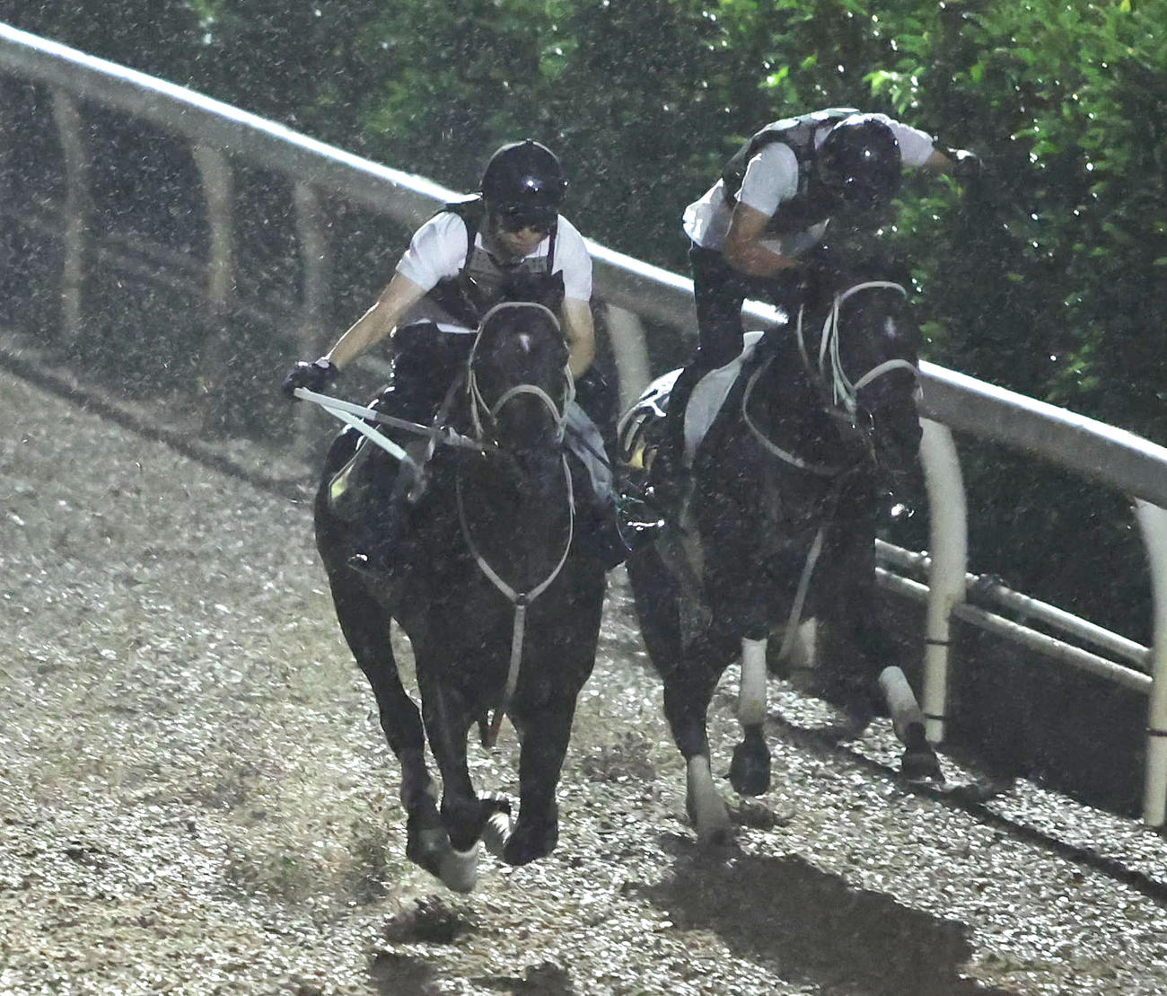 坂路をシェパードボーイ（右）と併せ馬で追い切るディープボンド（撮影・白石智彦）