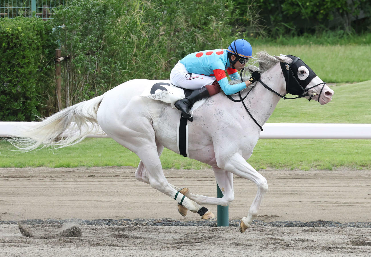 新潟8R、3歳上牝馬1勝クラスを制したハイアムズビーチと三浦騎手（撮影・丹羽敏通）