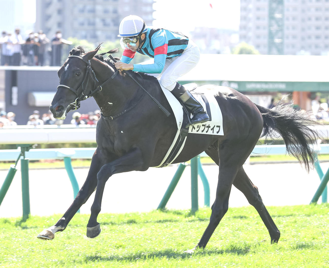 2歳未勝利を勝ち上がったトップナイフ（撮影・村野早祐）