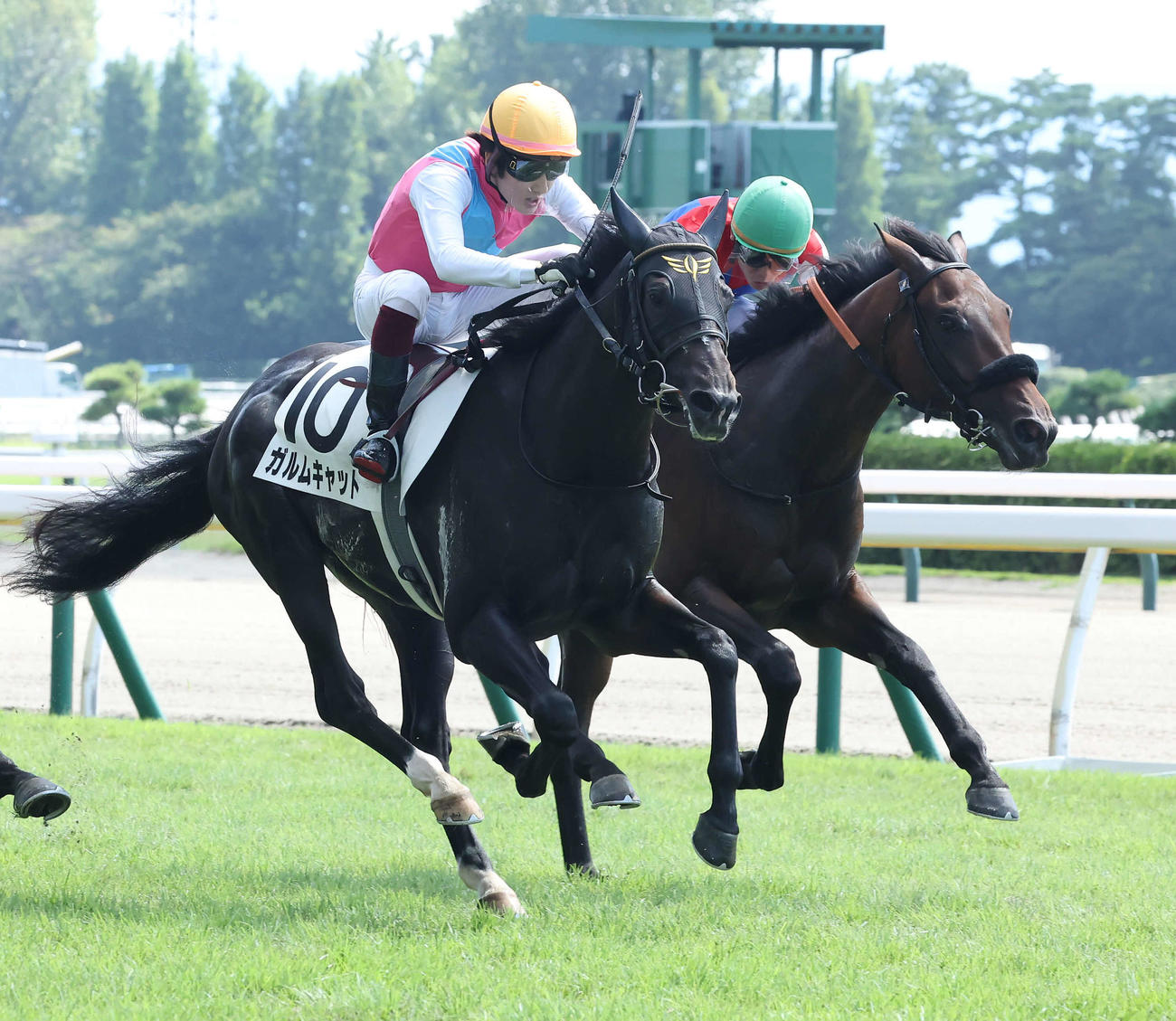 新潟1R、2歳未勝利戦を制したガルムキャットと鮫島駿騎手（左）（撮影・丹羽敏通）