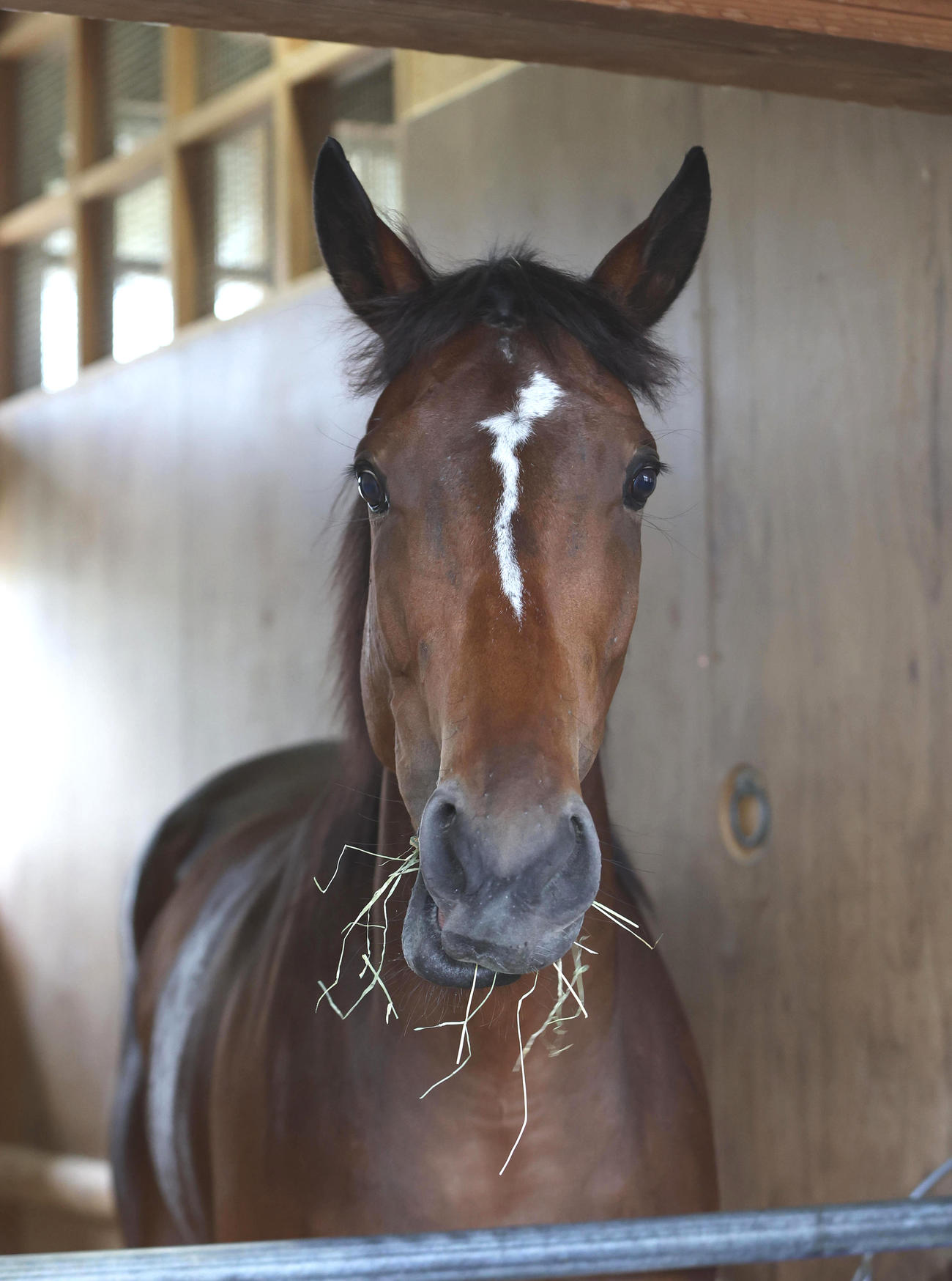 馬房で干し草を食べるメイケイエール（2022年8月10日撮影）