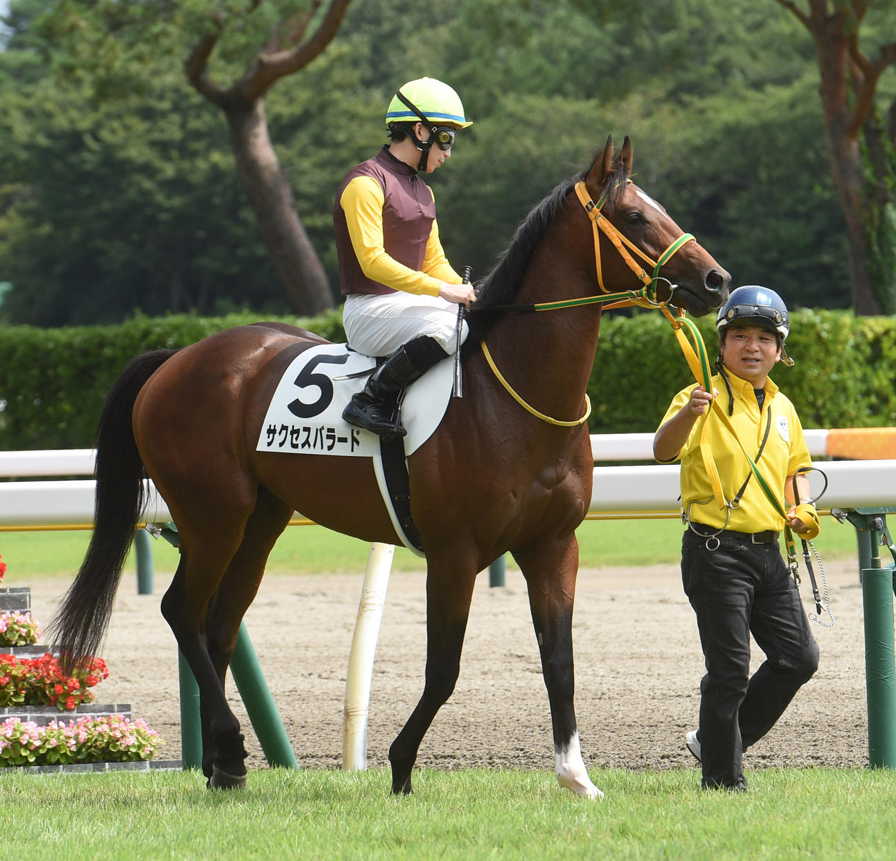 新馬戦で本馬場に入場したサクセスバラード（22年8月28日撮影）