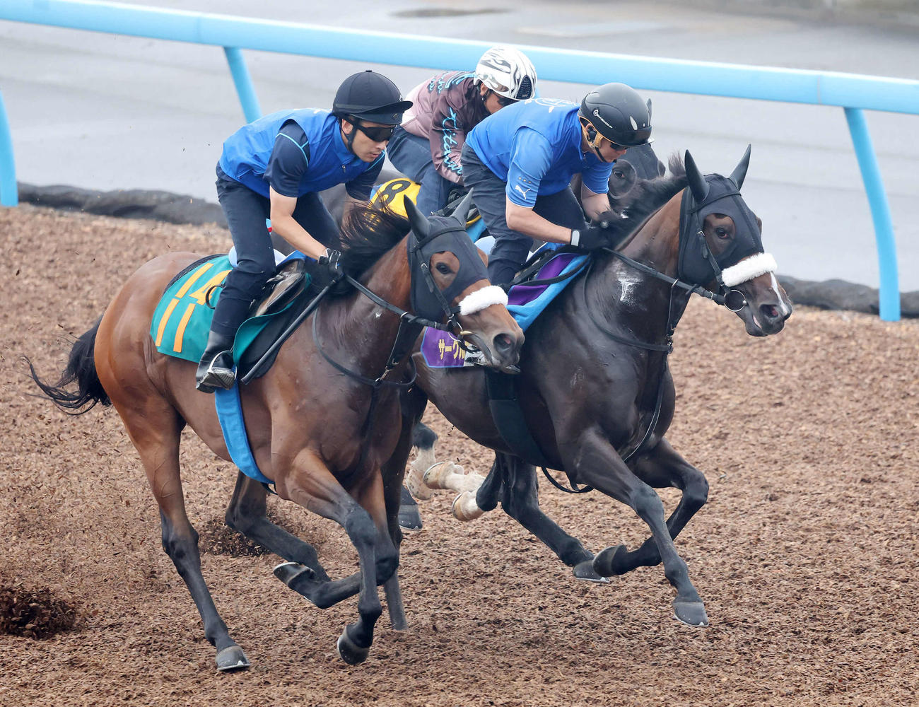 サークルオブライフ（中央）は美浦ウッドを3頭併せで追い切られた（22年8月31日撮影）