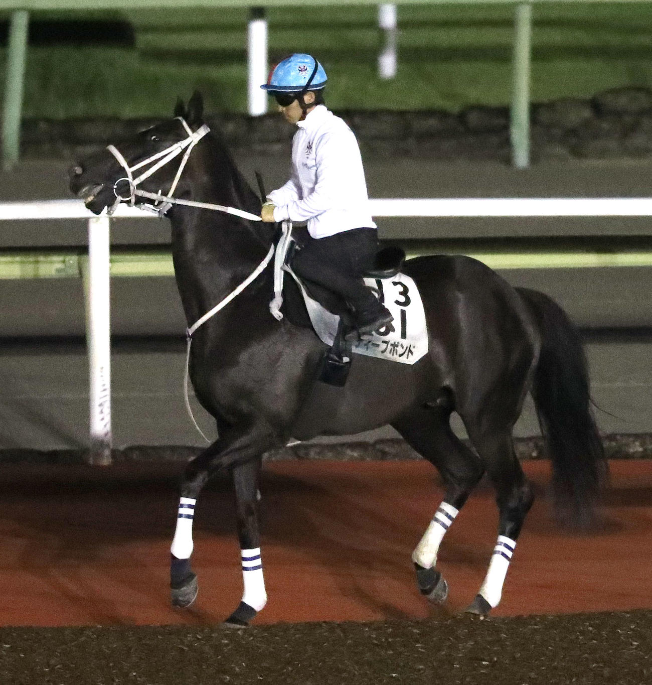 川田騎手を背に馬場入りするディープボンド（撮影・白石智彦）