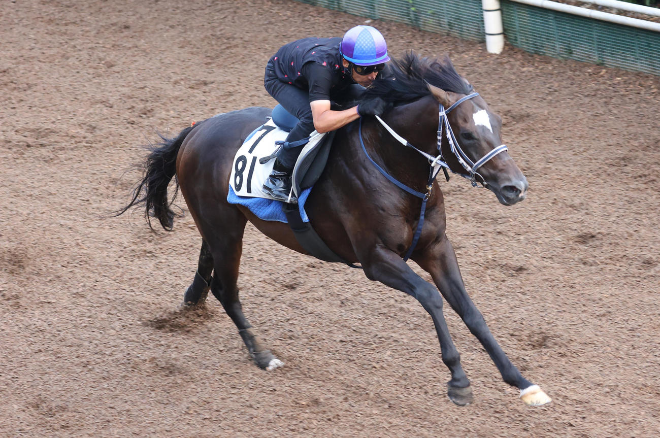 横山典騎手を背に坂路で追い切るサンライズオネスト