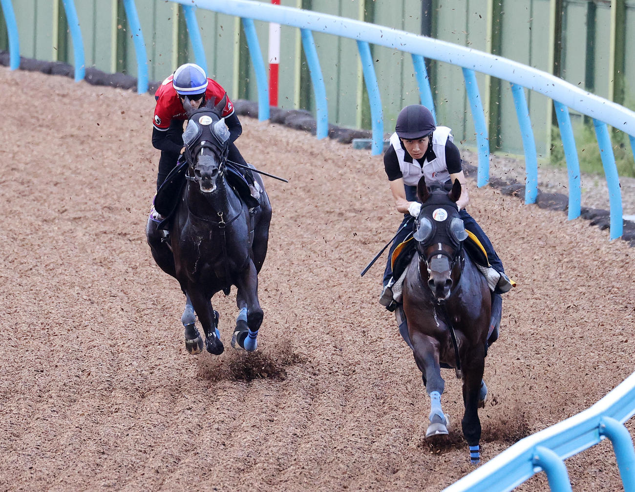ソングライン（左）は津村騎手を背に美浦ウッドで追い切る（撮影・鈴木正人）