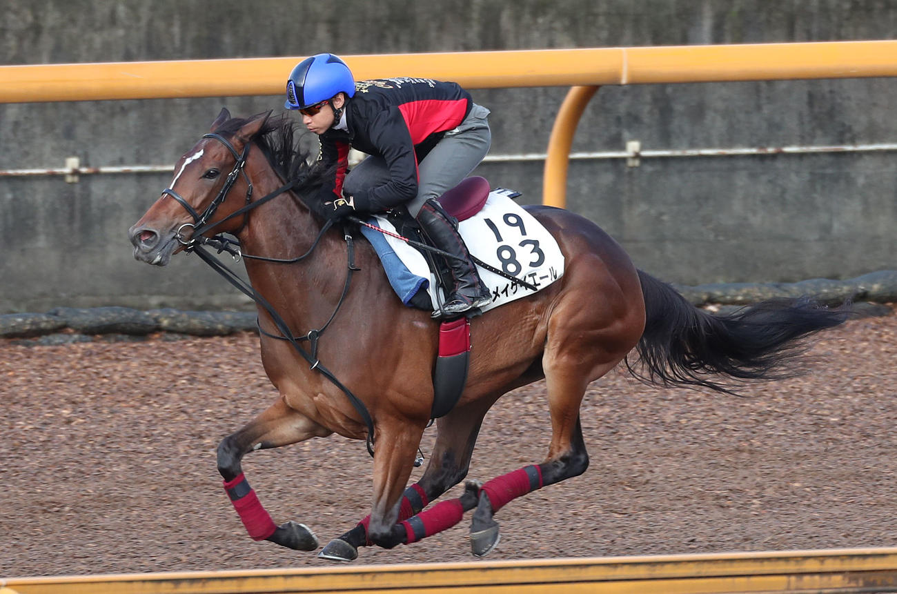 池添騎手を背にCウッドを単走で追い切るメイケイエール（撮影・白石智彦）