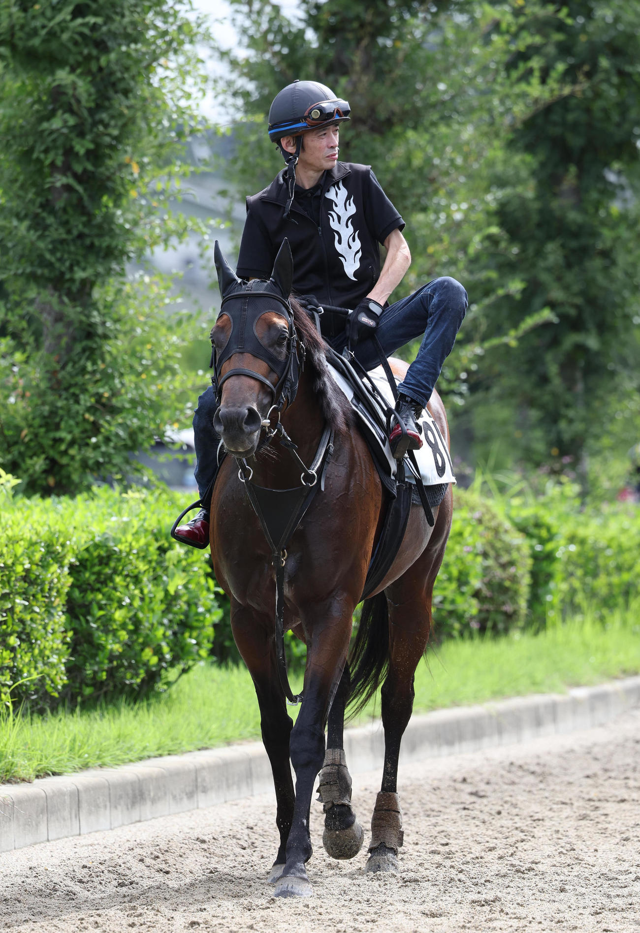 厩舎周りで運動するダディーズビビッド（撮影・白石智彦）