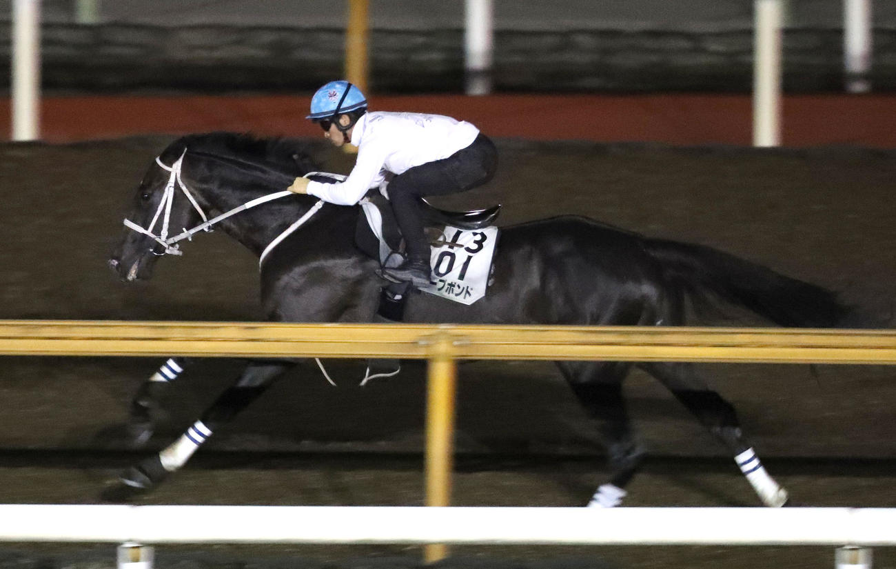川田騎手を背にCウッドを単走で追い切るディープボンド（撮影・白石智彦）