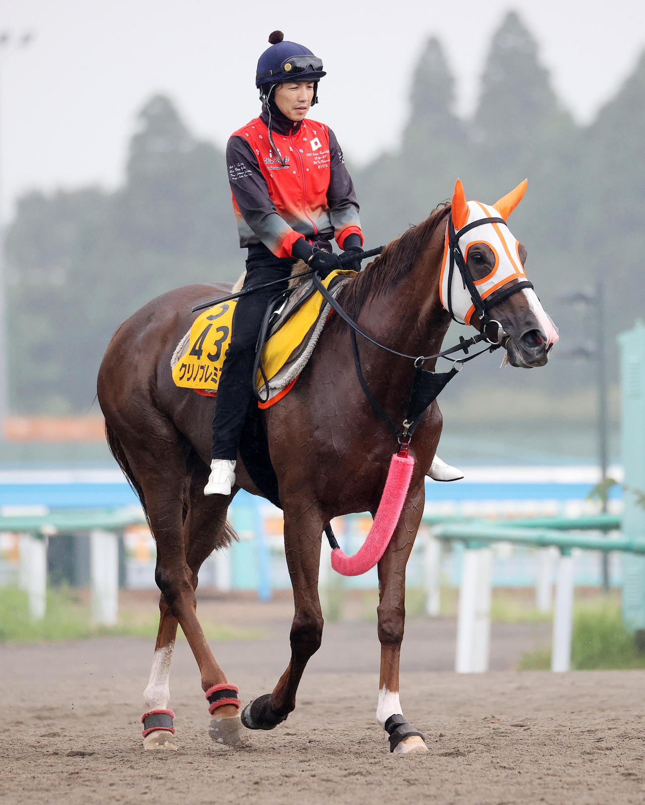 調教を終え引き揚げるクリノプレミアム（撮影・鈴木正人）