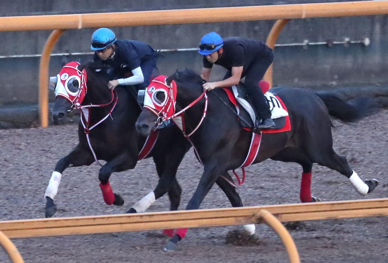 福永騎手を背にCウッドを併せ馬で追い切るコントレイルの半弟インタクト（左）（撮影・白石智彦）