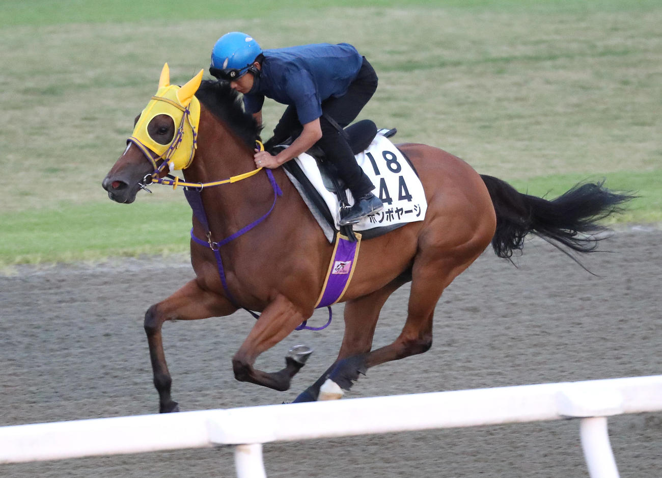 川須騎手を背にポリトラックを単走で追い切るボンボヤージ（撮影・白石智彦）