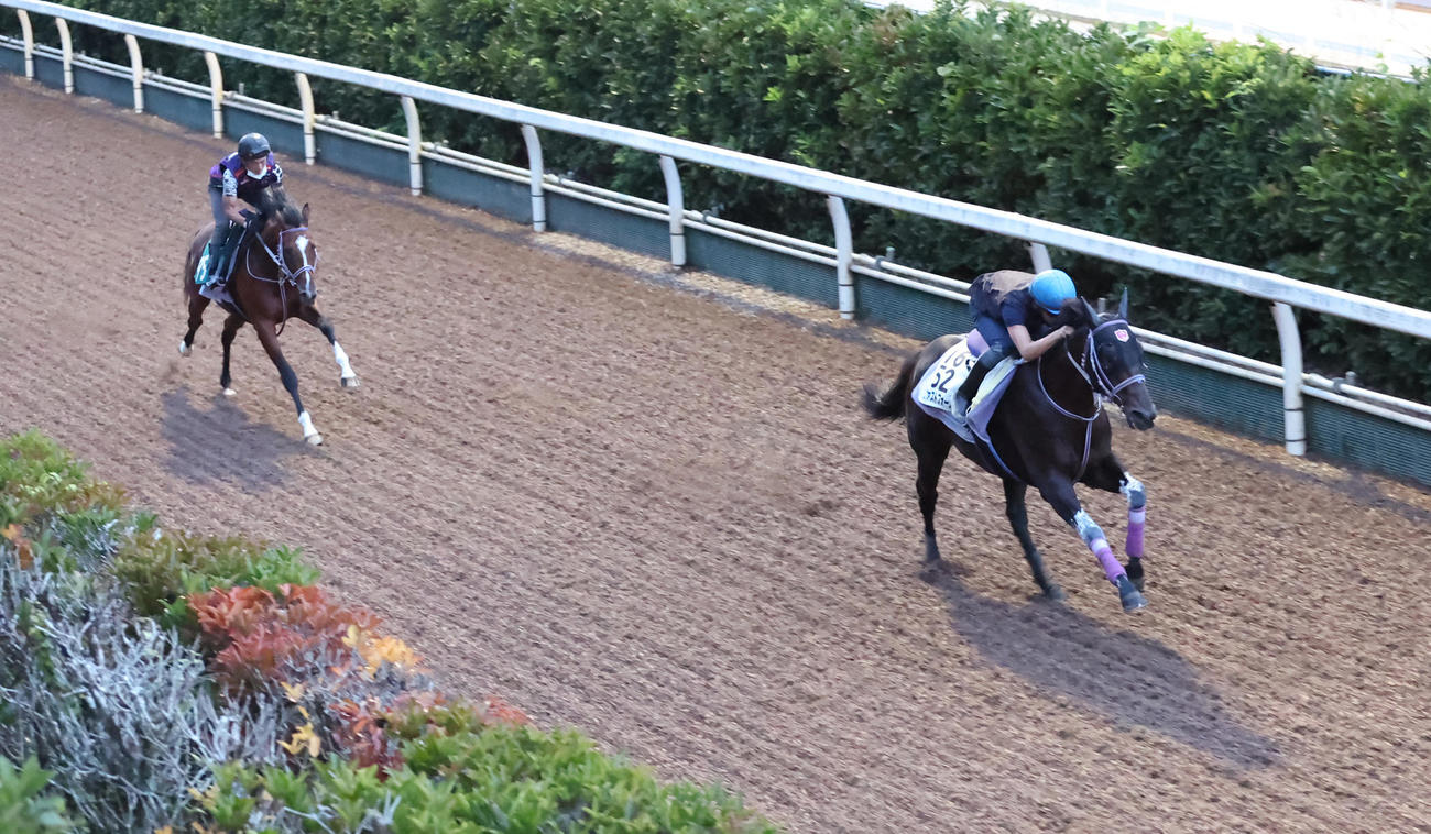 坂路にて併せ馬で追い切るファストフォース