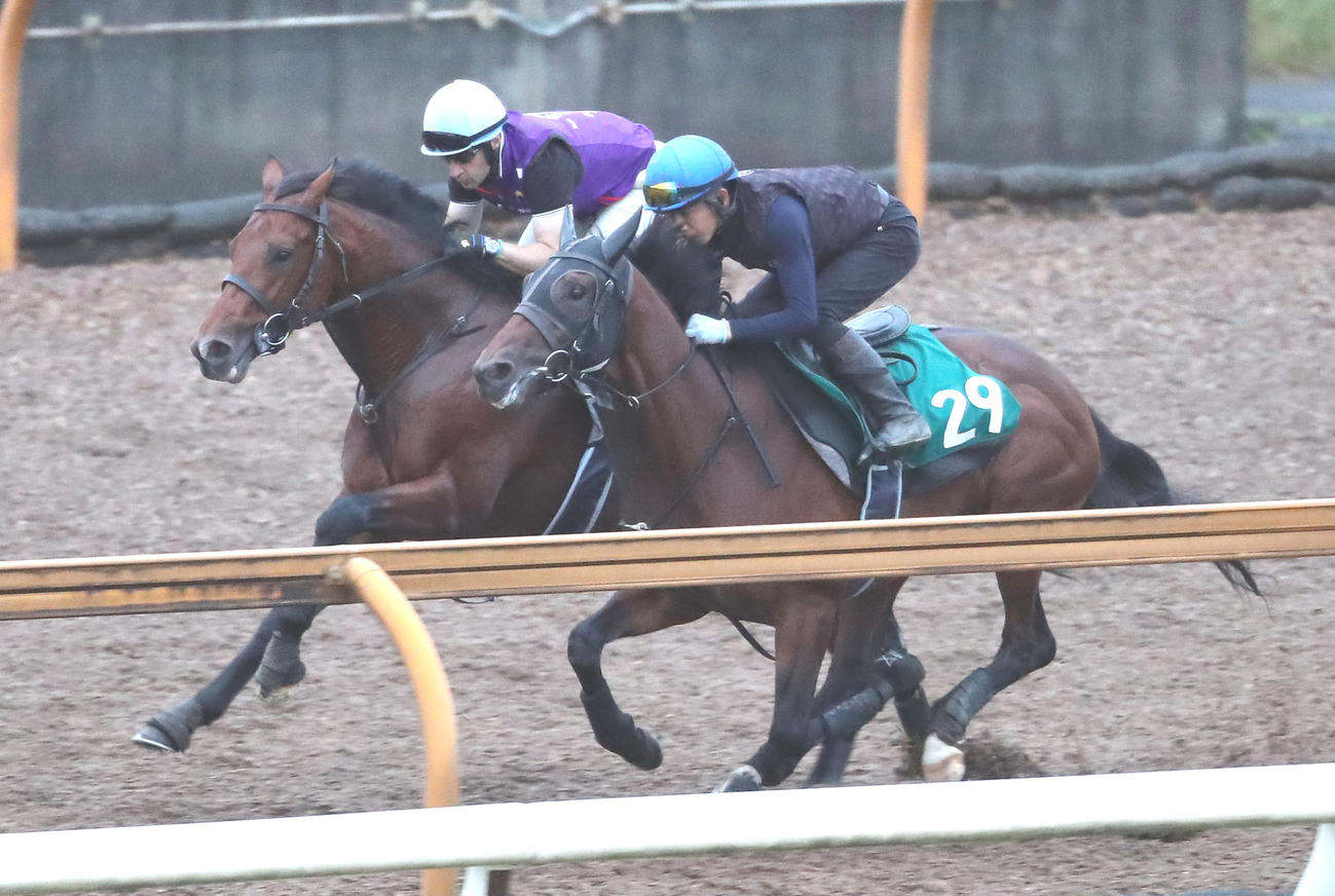 ディープインパクト最終世代オープンファイア11日初陣 体が大きいわりにしなやか 新馬戦 2歳馬特集 競馬 日刊スポーツ ディープインパクト最終世代オープンファイア11日初陣 体が大きいわりにしなやか 新馬戦 2歳馬特集 競馬 日刊スポーツ