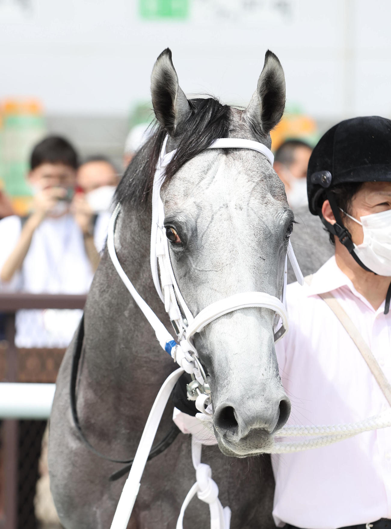 新馬戦を快勝したスマートジェイナ（撮影・白石智彦）