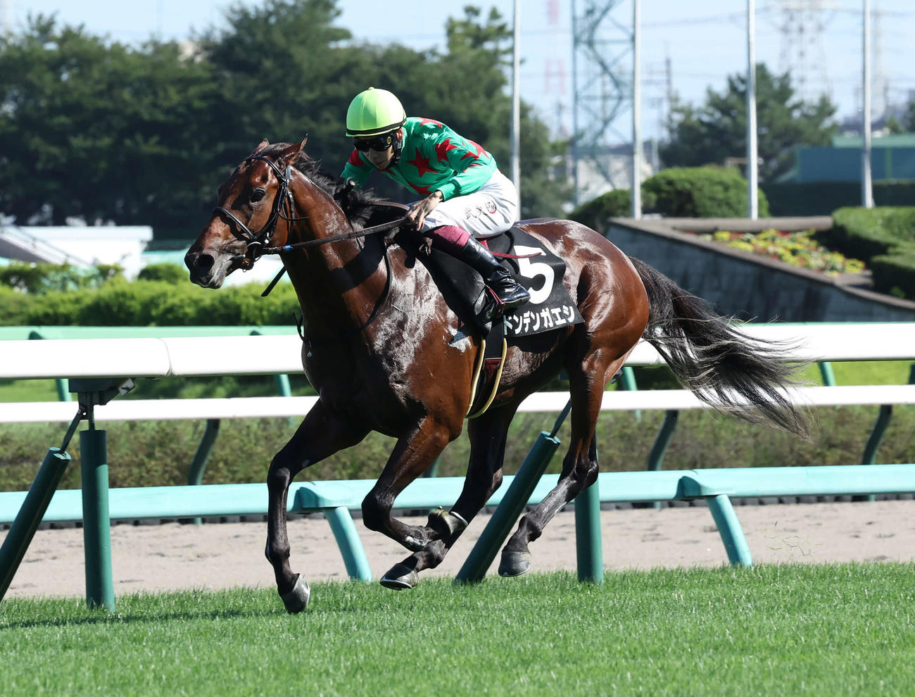 中山9R、アスター賞を制したドンデンガエシと横山武騎手（撮影・丹羽敏通）