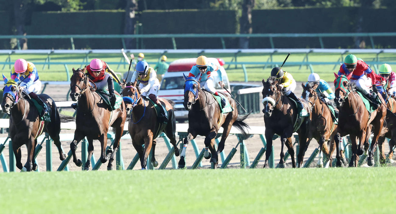 紫苑S3着のライラック（右端）。左から2頭目は勝ったスタニングローズ