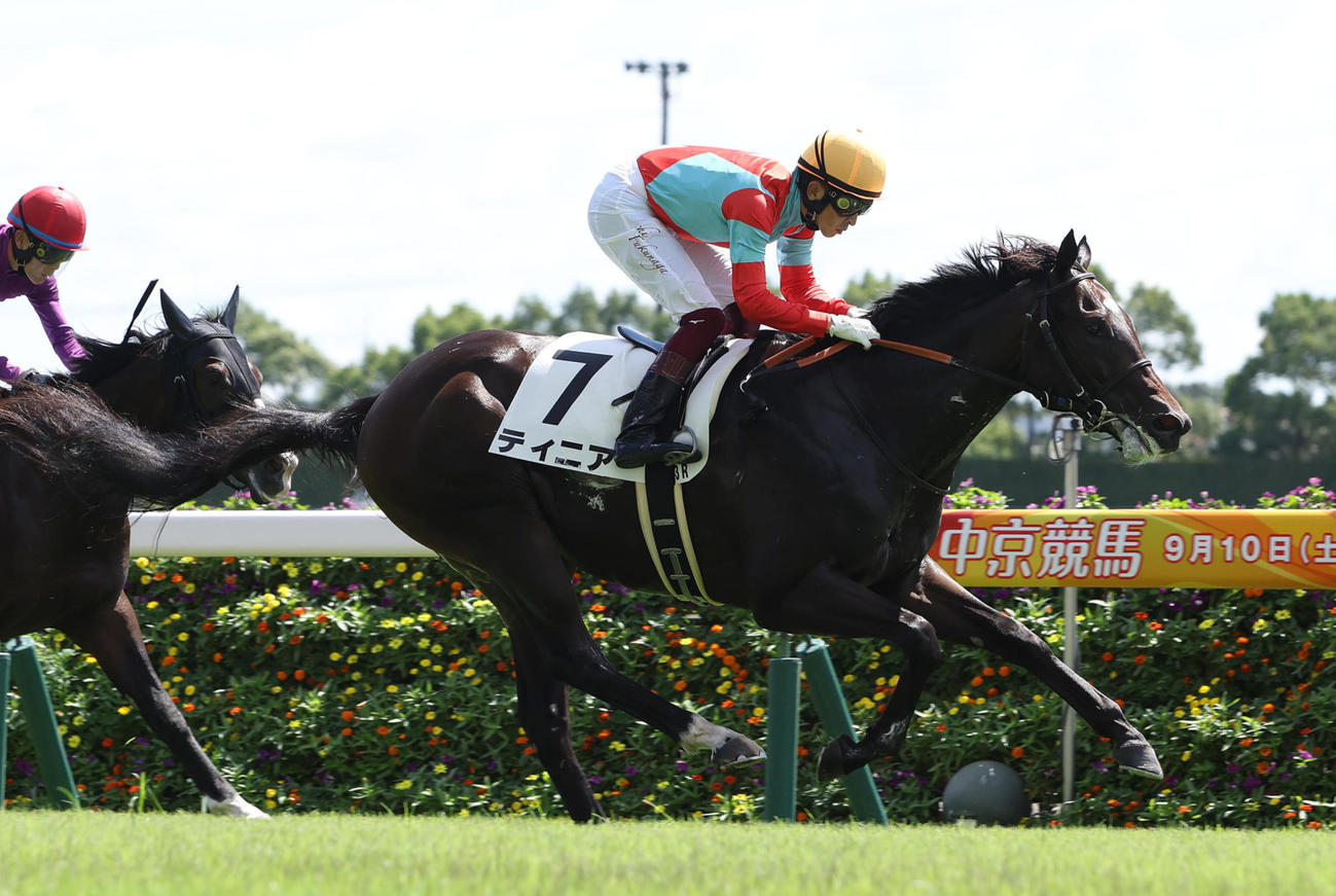 直線抜け出して新馬戦を快勝したティニア（撮影・白石智彦）