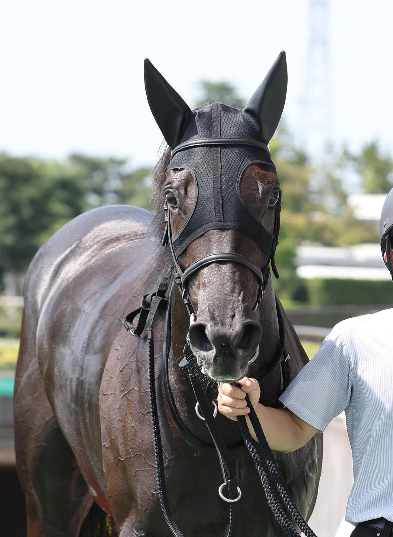 中京2R・2歳未勝利を制したトゥーテイルズ（撮影・白石智彦）