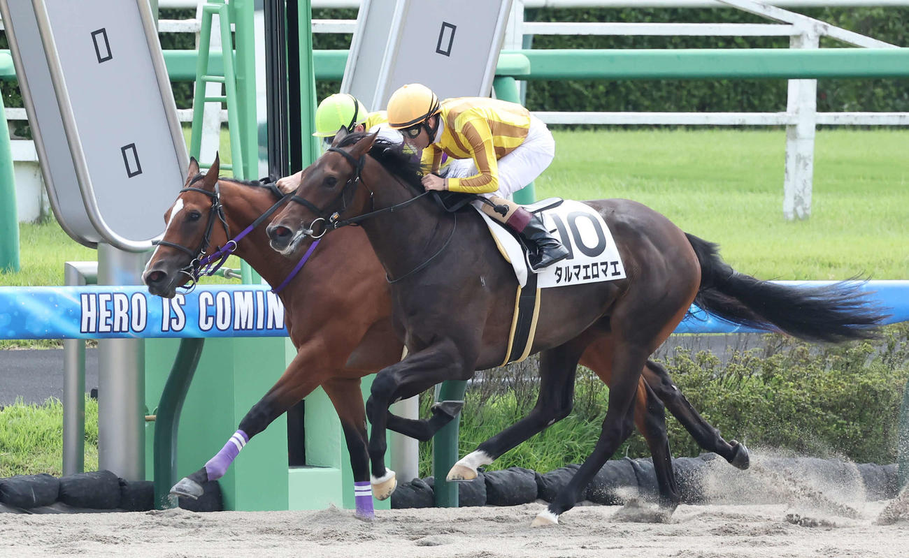 中山3R、新馬戦を制したタルマエロマエとM・デムーロ騎手（右）（撮影・丹羽敏通）