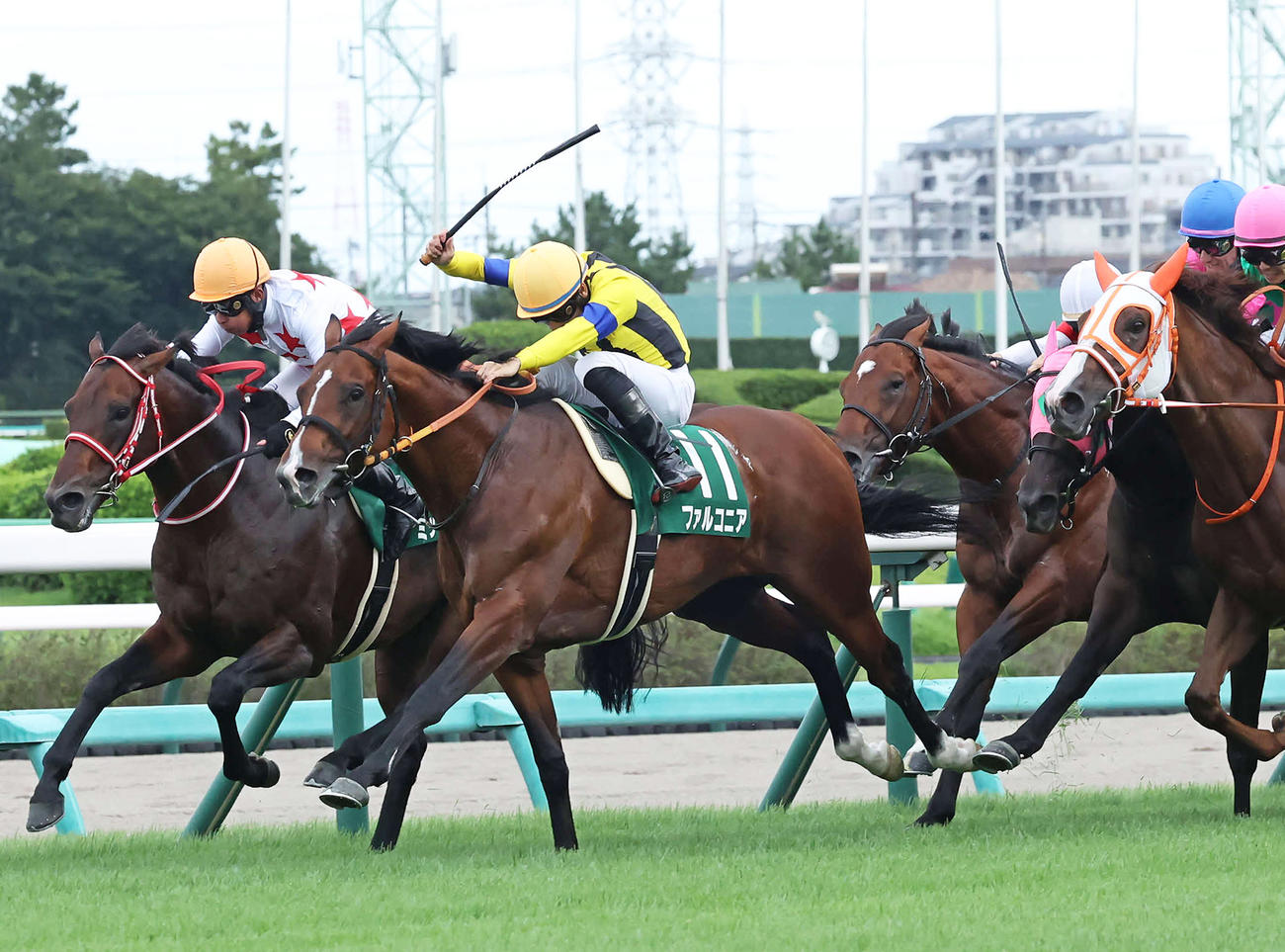 京成杯AHを制したファルコニアと吉田隼騎手（左から2頭目）（撮影・丹羽敏通）