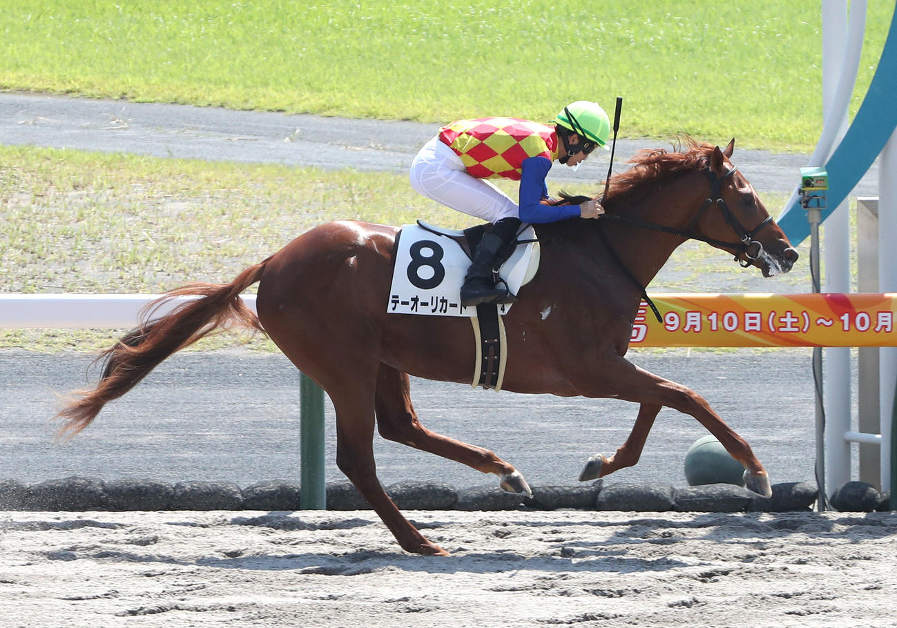 新馬戦を制したテーオーリカード（撮影・白石智彦）