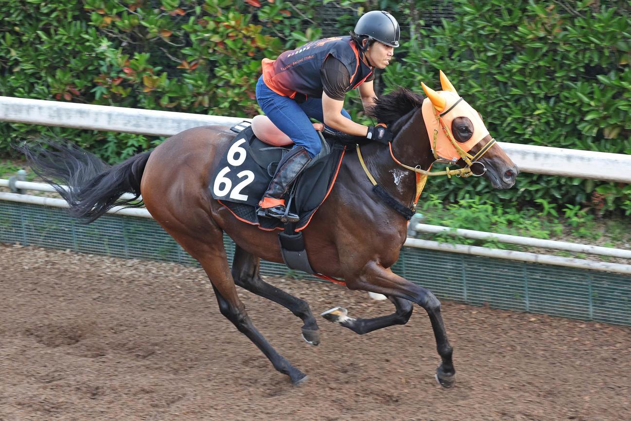 坂路で一杯に追い切られたセントカメリア