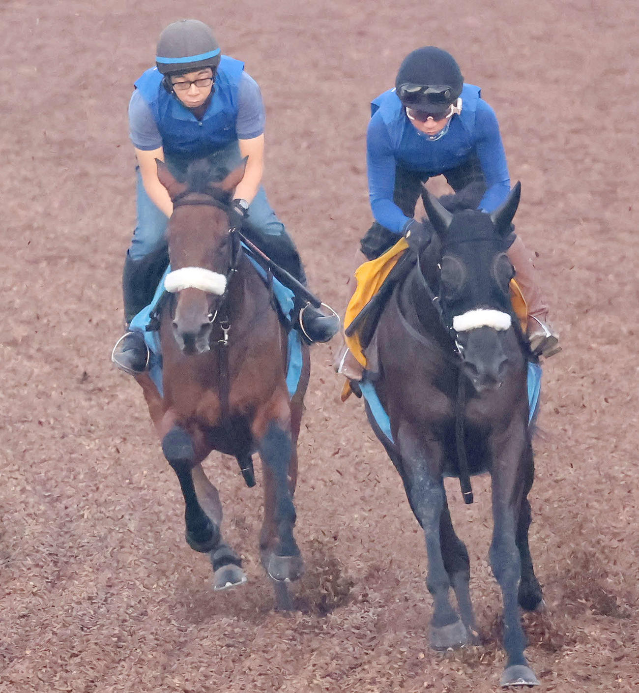 サリエラ（左）は美浦ウッドをフィアスプライドと併せて追い切られた（撮影・丹羽敏通）