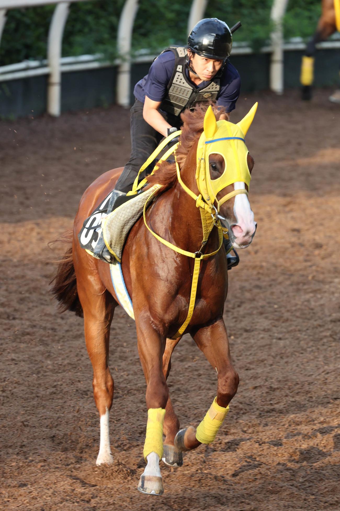 夏の上がり馬、ボルドグフーシュ（2022年9月13日撮影）