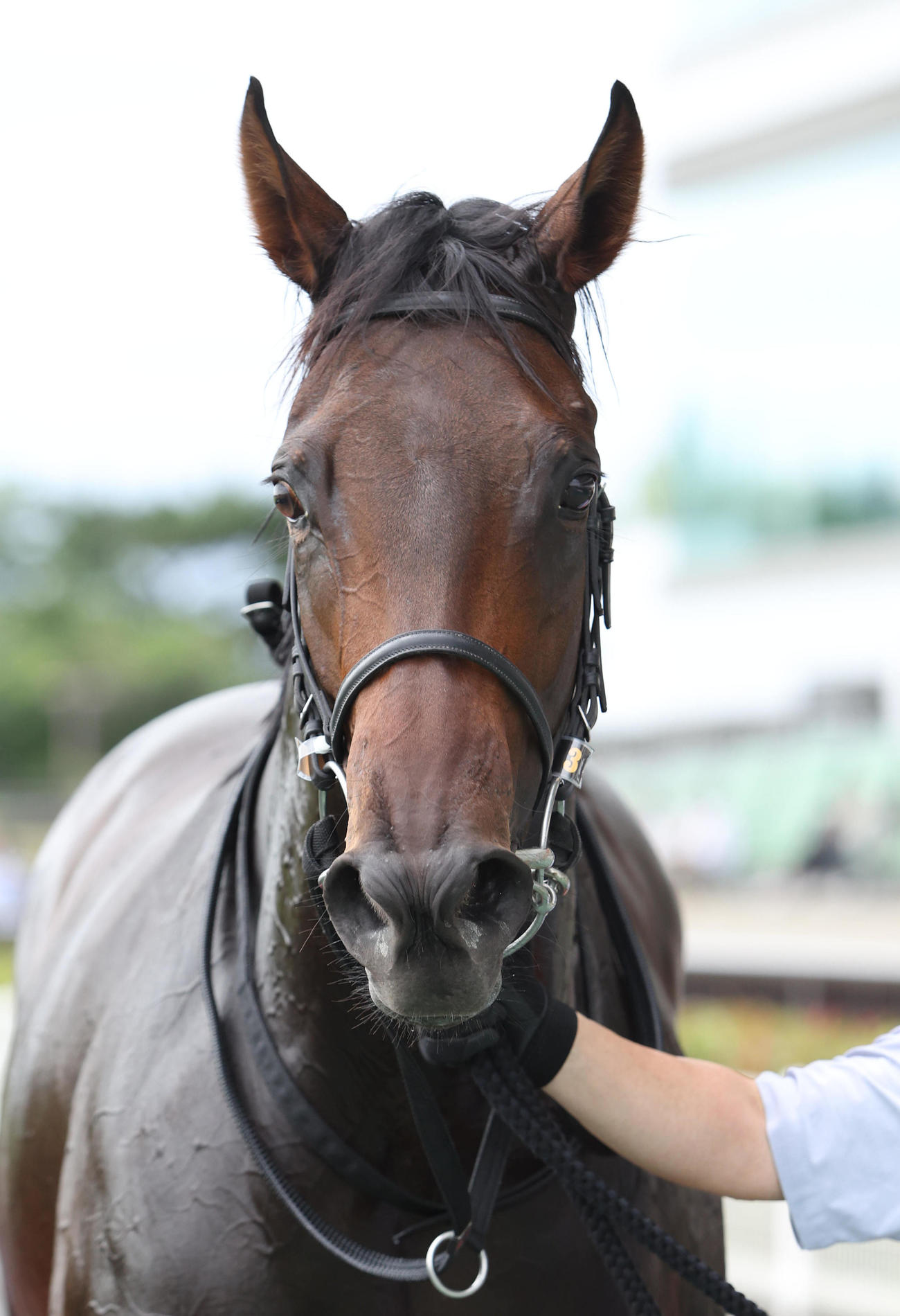 新馬戦を制したトレンディスター（撮影・白石智彦）