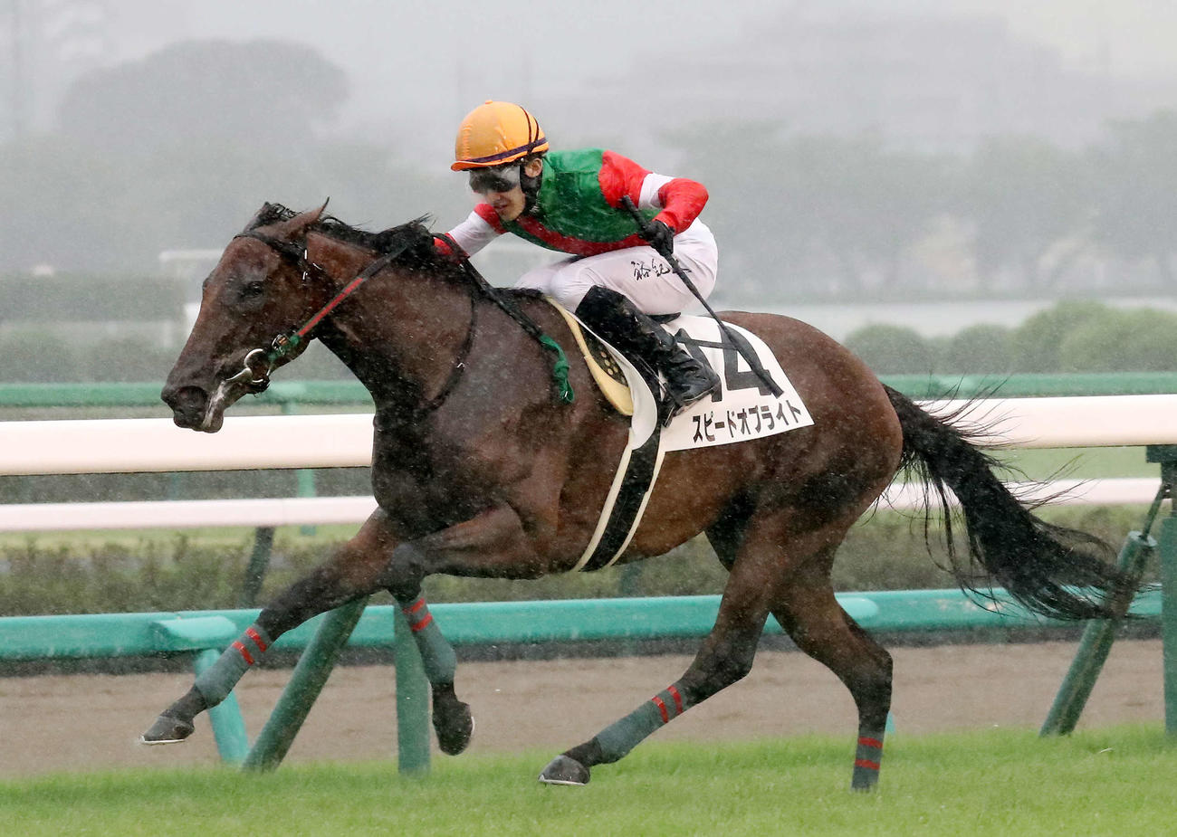 中山4R、新馬戦を制したスピードオブライトと石川騎手（撮影・丹羽敏通）