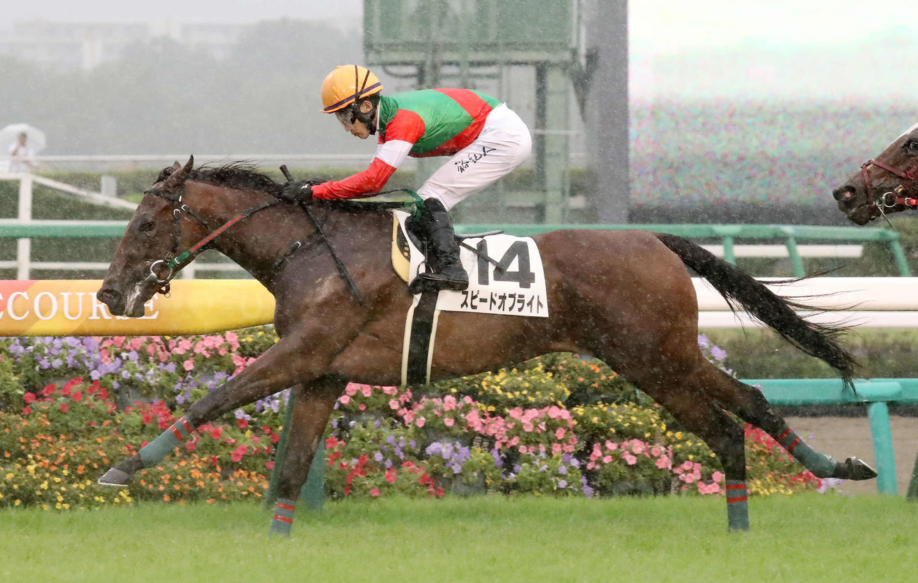 中山4R、新馬戦を制したスピードオブライトと石川騎手（撮影・丹羽敏通）