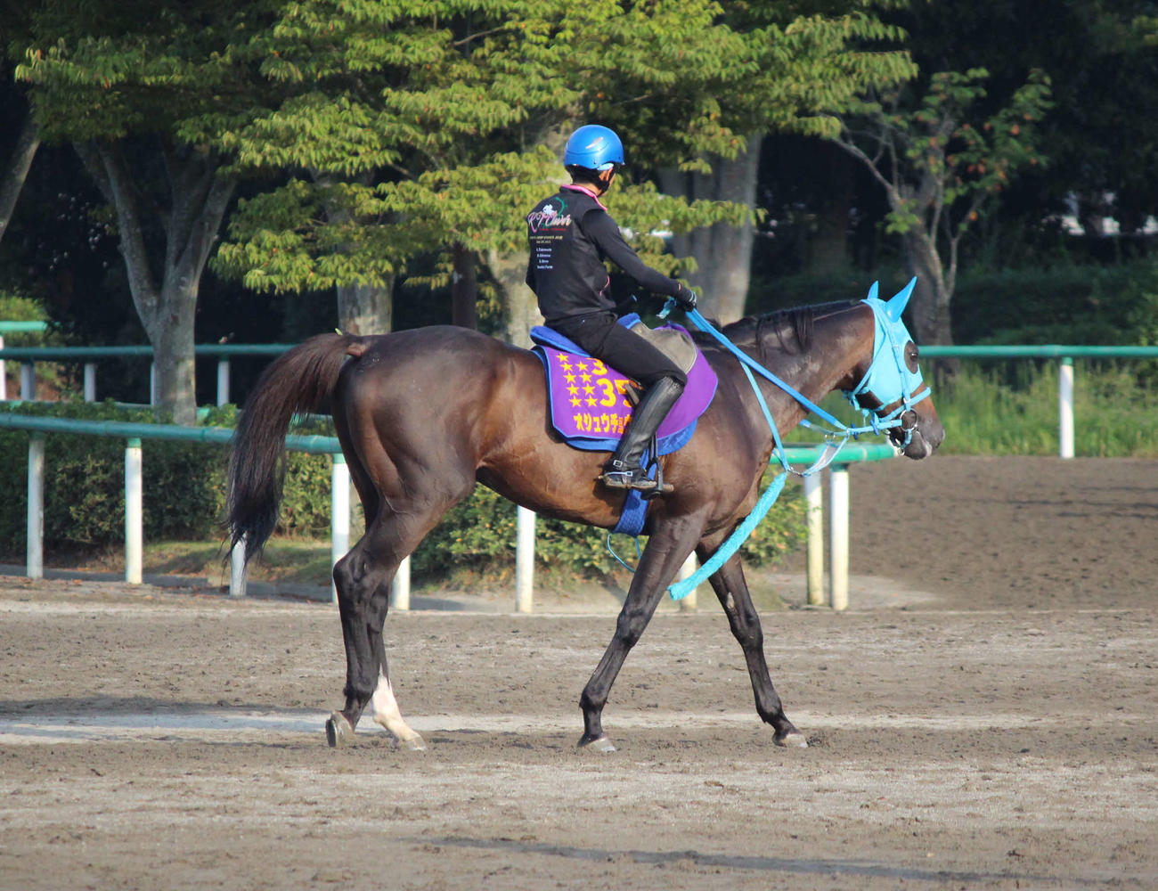 美浦トレセンで調整するオジュウチョウサン（撮影・木南友輔）