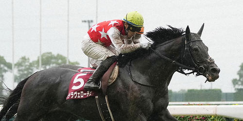神戸新聞杯を制したステラヴェローチェ。（2021年、中京競馬場）