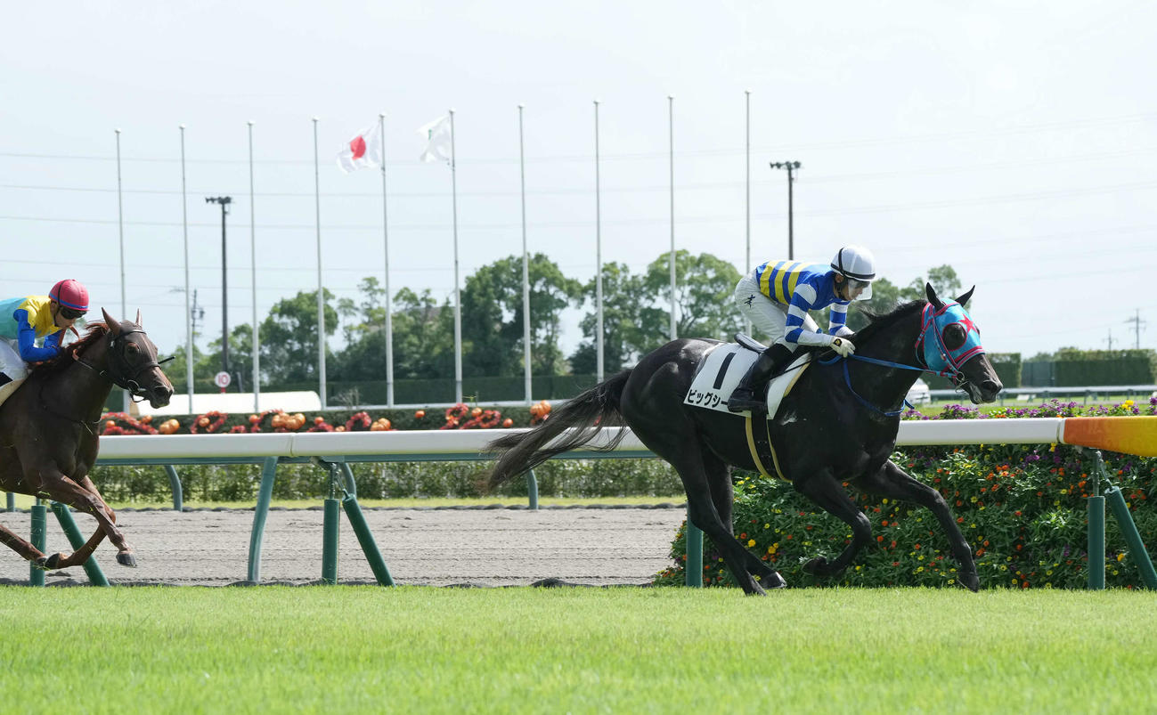 中京3Rでコースレコードをマークし初勝利を挙げたビッグシーザー（撮影・森本幸一）