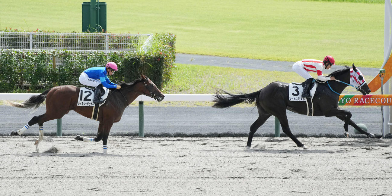 中京4R新馬戦を制したルーカスミノル（撮影・森本幸一）