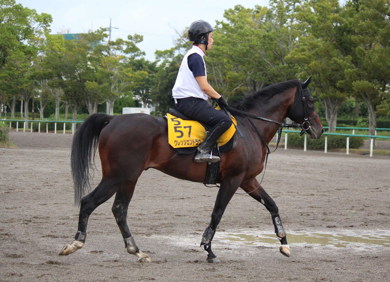 オールカマーに参戦するクレッシェンドラヴ（撮影・木南友輔）