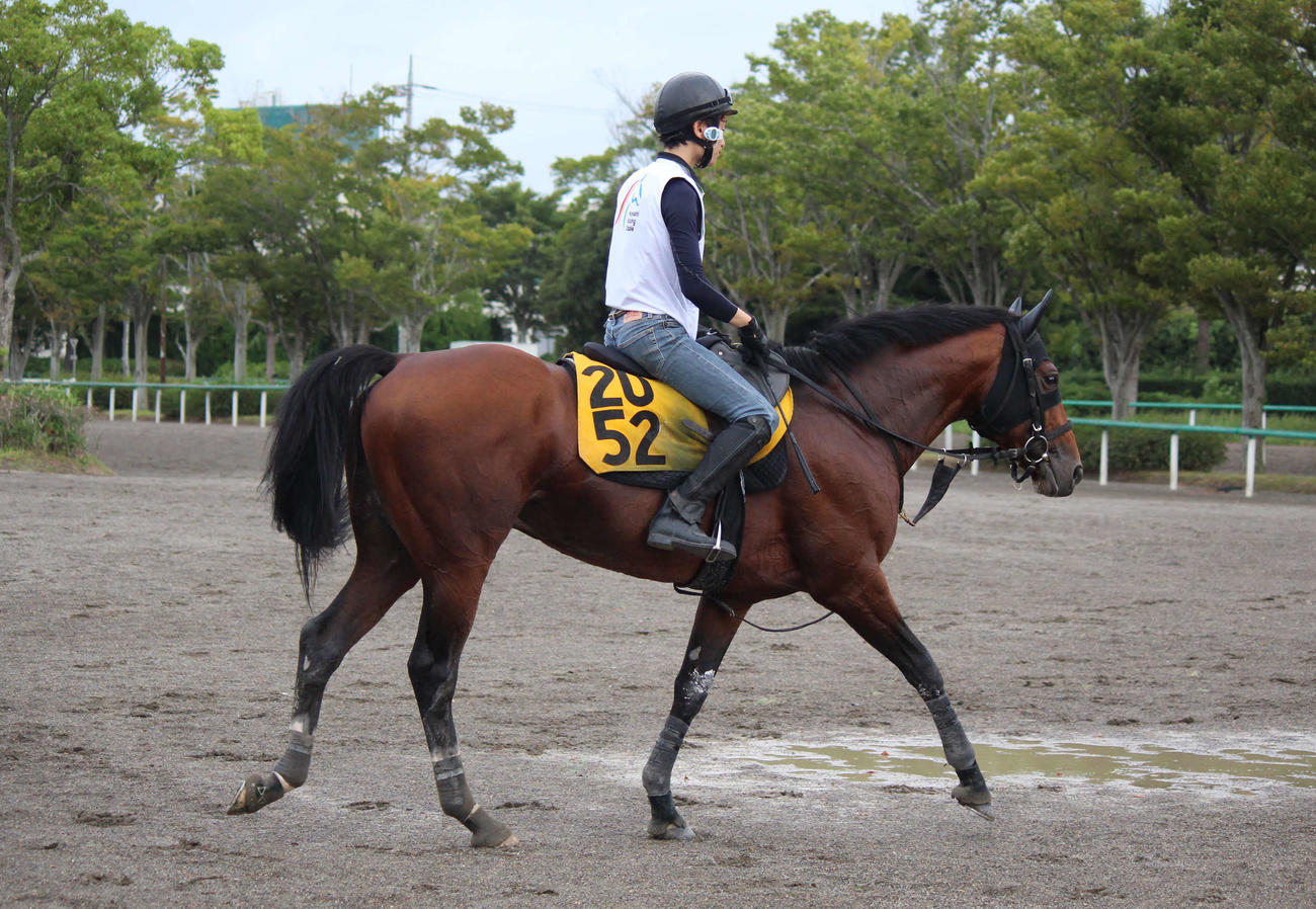 オールカマーに参戦するロバートソンキー（撮影・木南友輔）