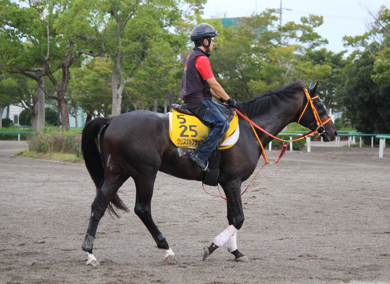 オールカマーに参戦するクリスタルブラック（撮影・木南友輔）