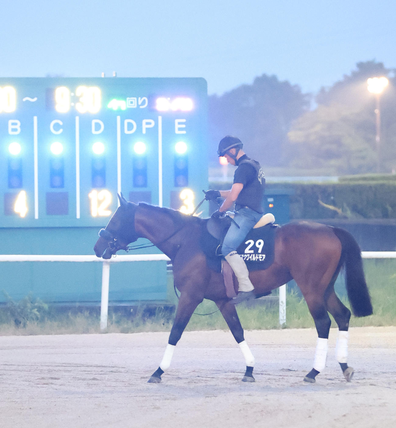 調教前に運動を行うアスクワイルドモア（22年9月14日撮影）