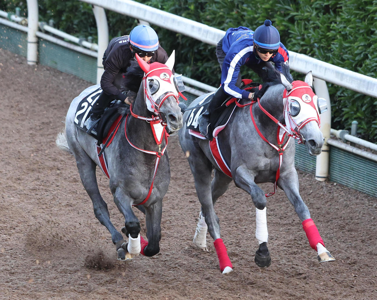 坂路を併せ馬で追い切る、サンセットクラウド（右）とミスターホワイト（撮影・白石智彦）