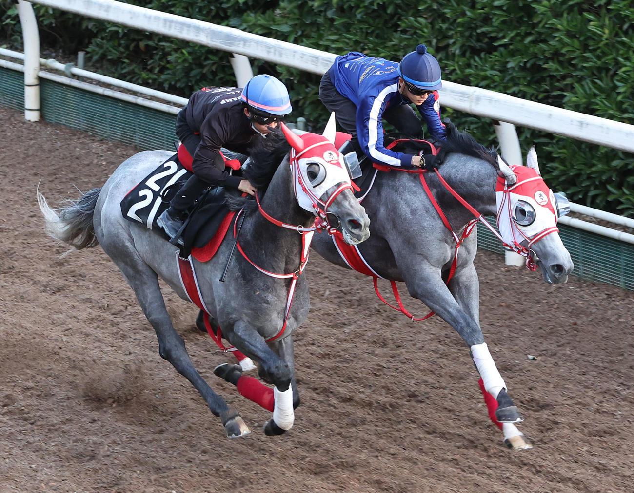 坂路を併せ馬で追い切る、サンセットクラウド（右）とミスターホワイト（撮影・白石智彦）