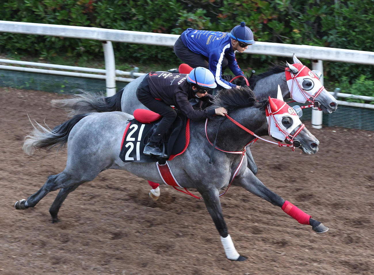 坂路を併せ馬で追い切る、サンセットクラウド（奥）とミスターホワイト（撮影・白石智彦）