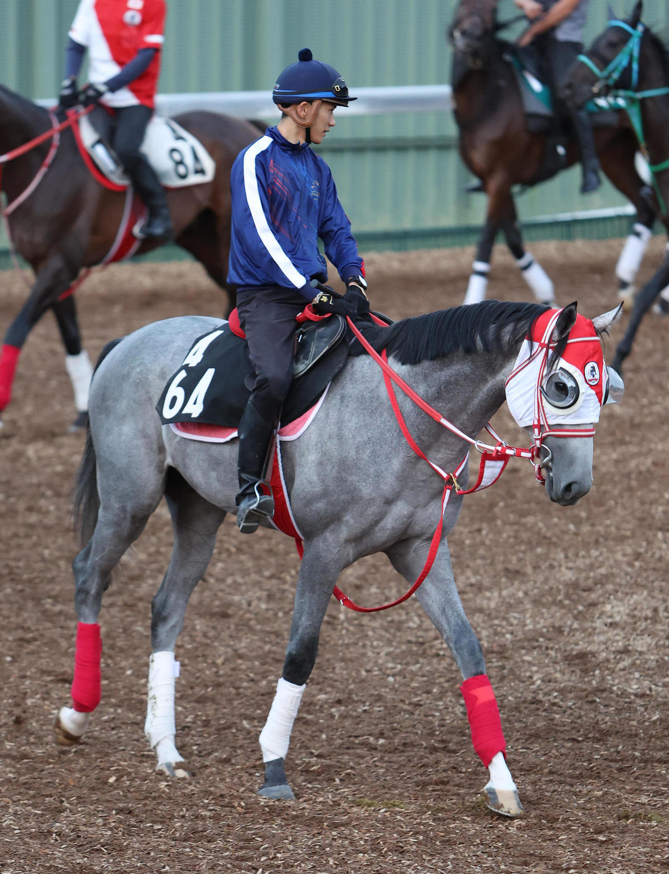 坂井騎手を背に角馬場で運動するサンセットクラウド（撮影・白石智彦）