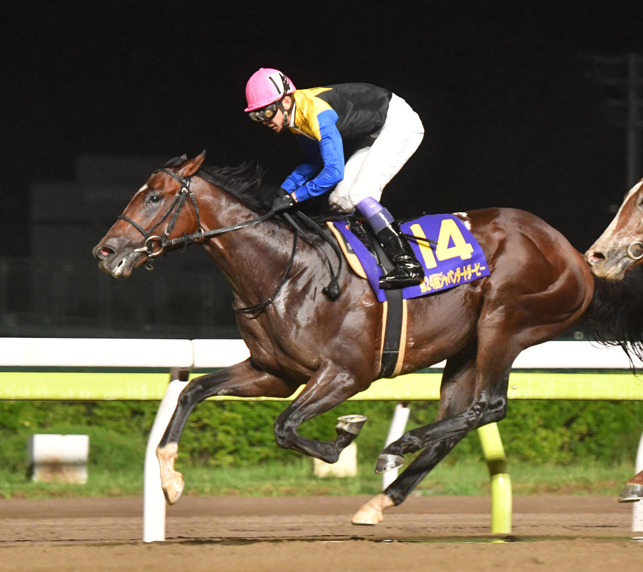 ジャパンダートダービーを制したノットゥルノ（2022年7月13日撮影）