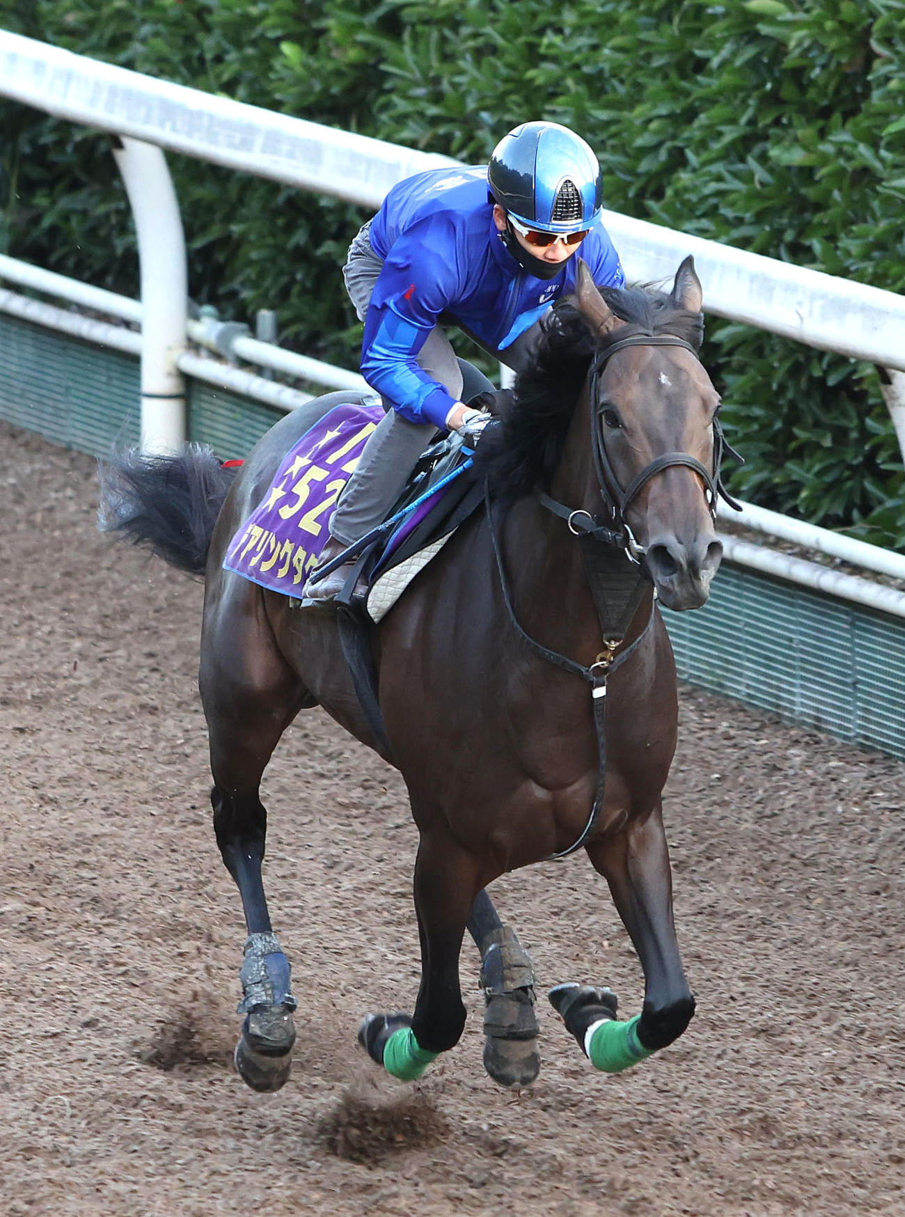 松山騎手を背に坂路を単走で追い切るデアリングタクト（撮影・白石智彦）